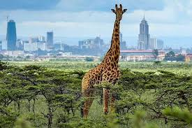 a giraffe sighting during a JKIA layover safari at Nairobi National Park tour with nairobi skyline backdrop